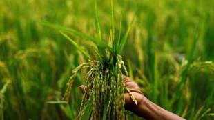 MSP procurement of kharif paddy, Union Food Ministry, kharif crop, Food Corporation of India, kharif marketing season, haryana, Punjab