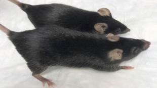Mighty mice, mice in space, Mars missions, mice in Mars missions, International Space Station, NASA, SpaceX capsule, latest news on NASA