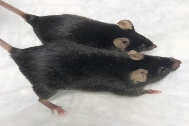 Mighty mice, mice in space, Mars missions, mice in Mars missions, International Space Station, NASA, SpaceX capsule, latest news on NASA Mighty mice, mice in space, Mars missions, mice in Mars missions, International Space Station, NASA, SpaceX capsule, latest news on NASA