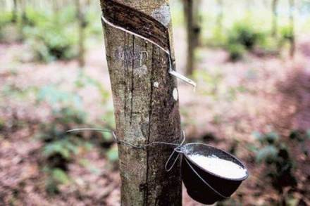 natural rubber, global demand for rubber, ANRPC, global economic recovery, coronavirus, latest news on natural rubber