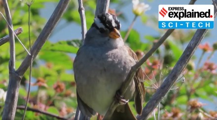he sparrows, on an average, sang 30 per cent softer. Image: IE he sparrows, on an average, sang 30 per cent softer. Image: IE
