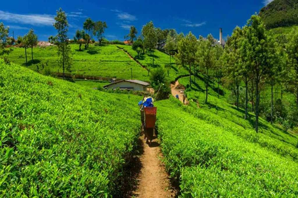 In the first seven months of the calendar year 2020, domestic tea production has been adversely impacted with an estimated decline of around 22 per cent on a y-o-y basis.