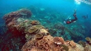 Dietzel said one of the major implications of coral size is its effect on survival and breeding.