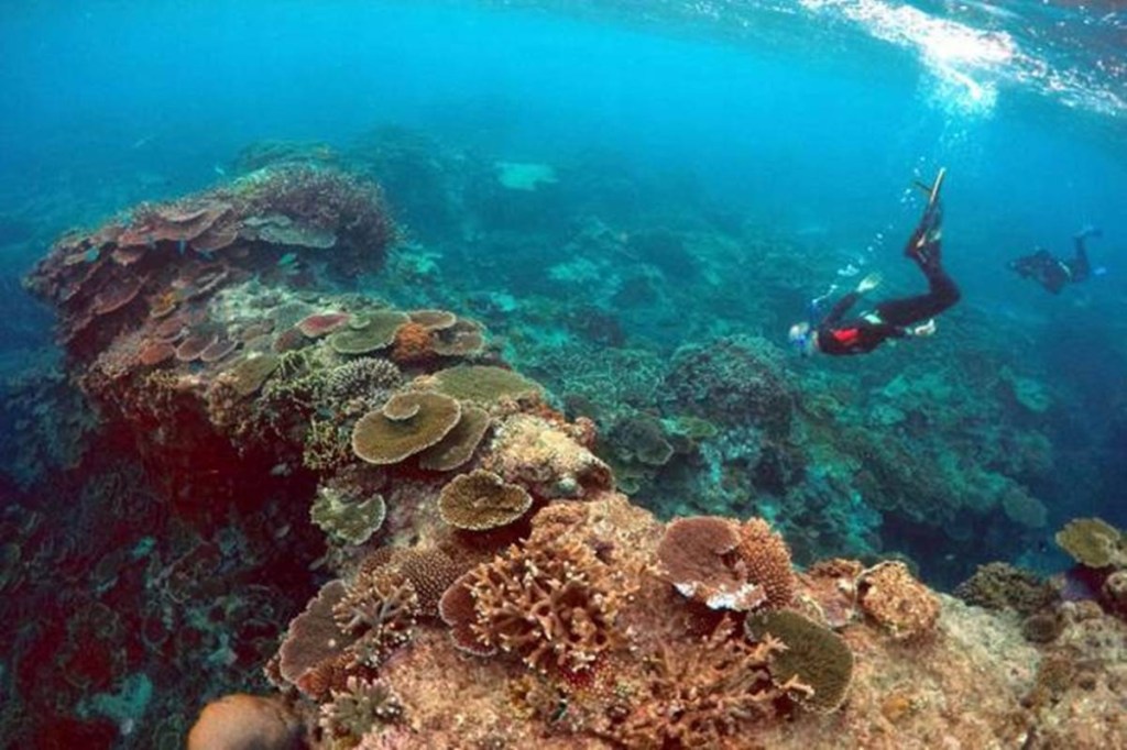 Dietzel said one of the major implications of coral size is its effect on survival and breeding.