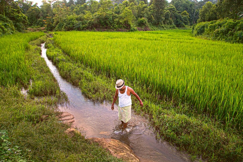 agriculture, farm growth, farm sector, agri GVA agriculture, farm growth, farm sector, agri GVA