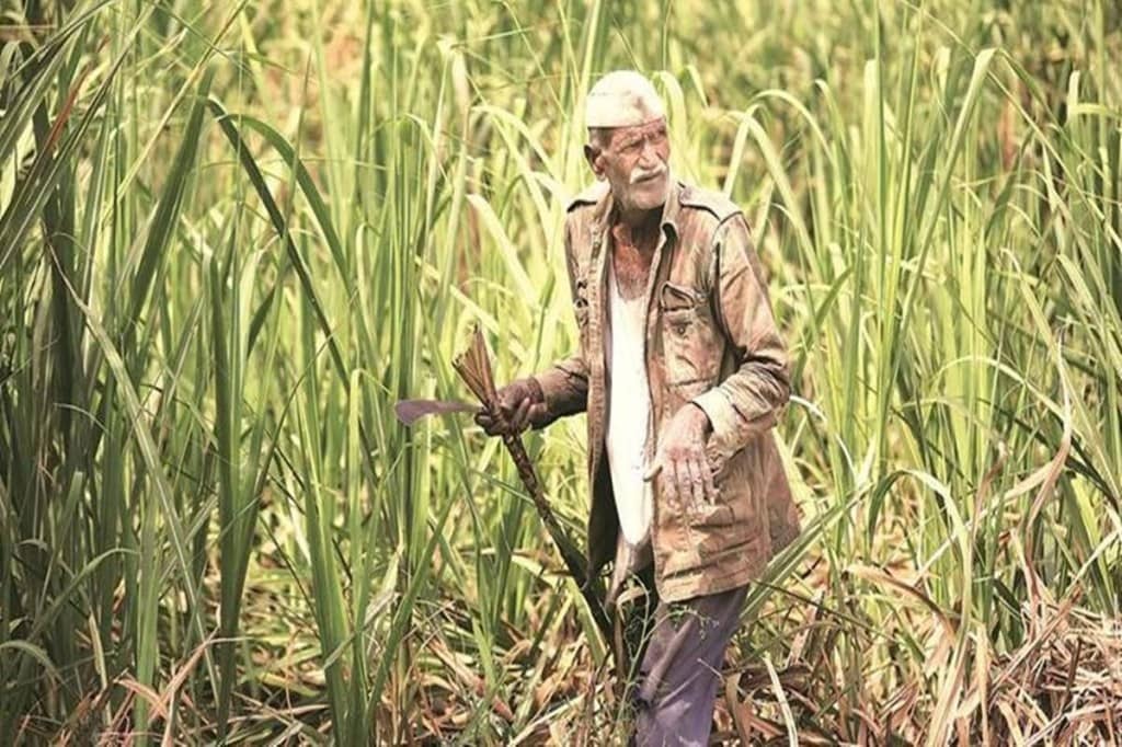 Cane crushing will begin after some normalcy returns.