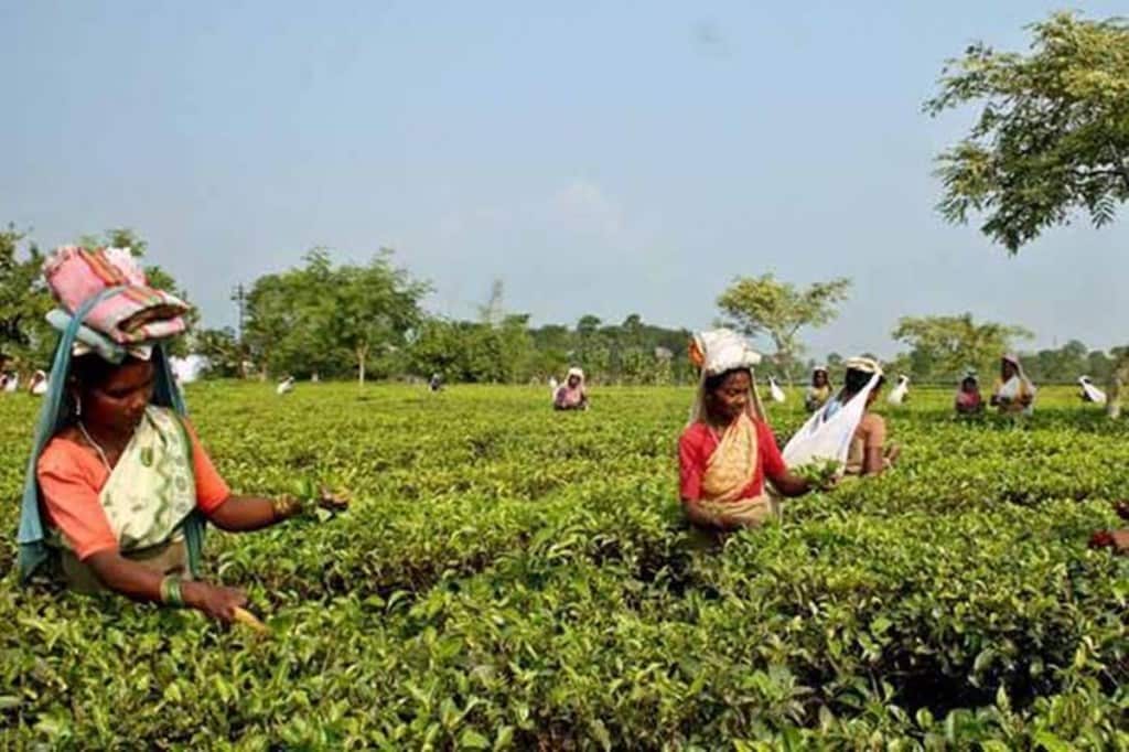 An mjunction official said the bidding for the variety started from Rs 820/kg and finally rose up to Rs 950/kg.