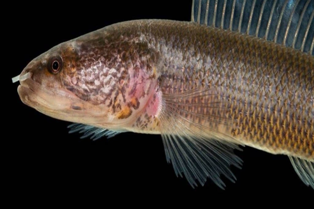 kerala fish, kerala fish found, kerala fish names, kerala fish types,