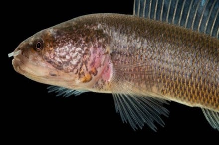 kerala fish, kerala fish found, kerala fish names, kerala fish types,