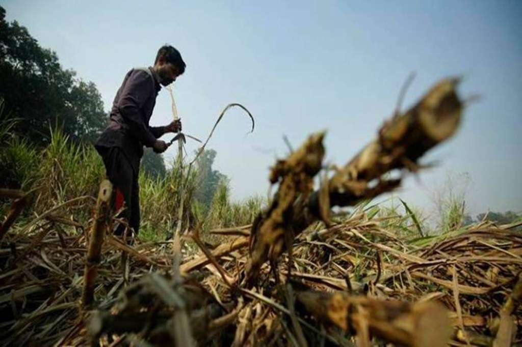 In the normal sugar season, about 320 lakh tonnes of sugar is produced against domestic consumption of 260 lakh tonnes. In the normal sugar season, about 320 lakh tonnes of sugar is produced against domestic consumption of 260 lakh tonnes.