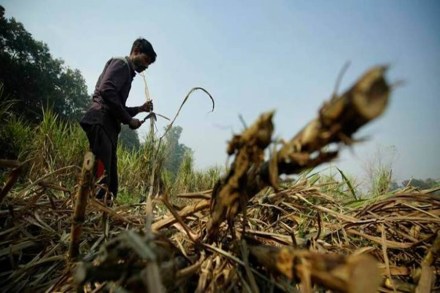 In the normal sugar season, about 320 lakh tonnes of sugar is produced against domestic consumption of 260 lakh tonnes. In the normal sugar season, about 320 lakh tonnes of sugar is produced against domestic consumption of 260 lakh tonnes.