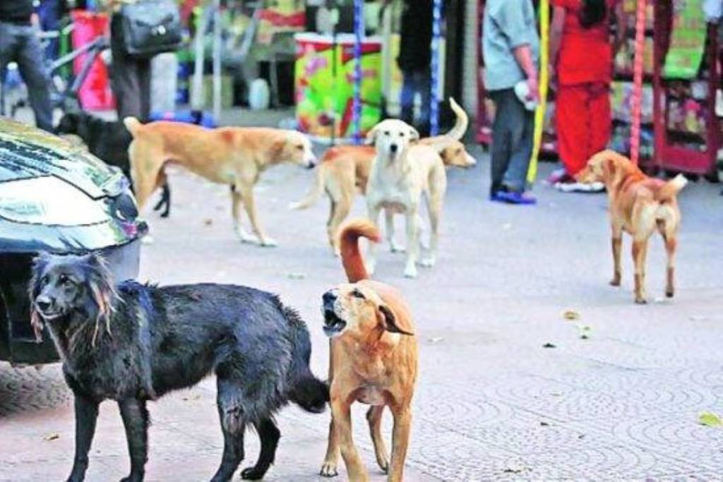 South Delhi Mayor Anamika inaugurated crematorium for dogs at Ghitorni, the officials said. (Representational image)