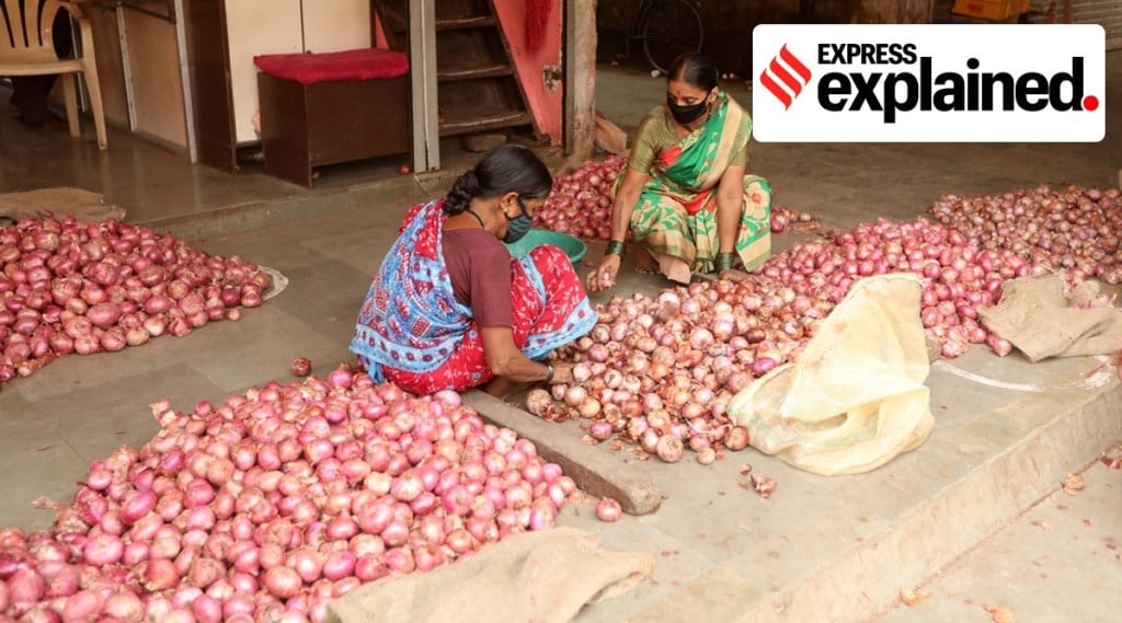 Onion seed prices in Maharashtra touch Rs 6,000/kg on acute shortage