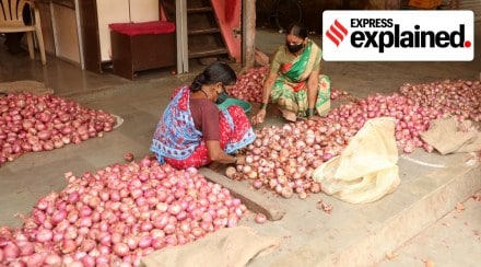 Onion seed prices in Maharashtra touch Rs 6,000/kg on acute shortage