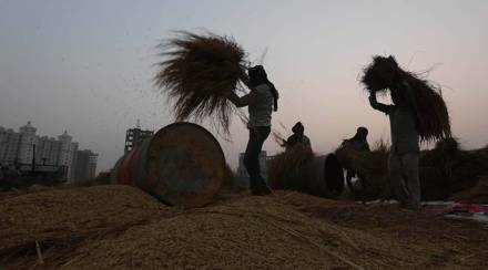 Out of the total purchase of 151.17 lakh tonnes, Punjab has contributed 100.89 lakh tonnes.