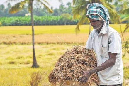 For the current year, the centre has fixed MSP of paddy (common grade) at Rs 1,868 per quintal, while that of A grade variety has been fixed at Rs 1,888 per quintal. (File image)