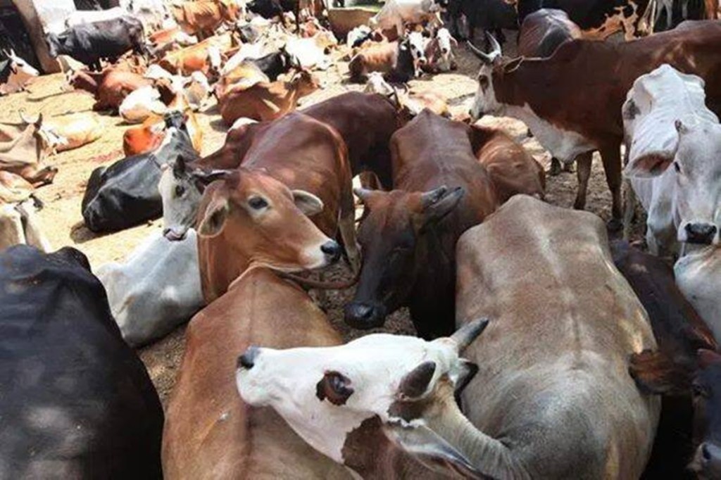Karnataka Prevention of Slaughter and Preservation of Cattle Bill (2020) Karnataka Prevention of Slaughter and Preservation of Cattle Bill (2020)