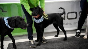 coronavirus latest, covid latest, Coronavirus latest update, covid 19 latest update, coronavirus dog, covid 19 dog