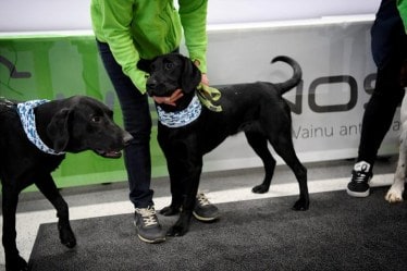 coronavirus latest, covid latest, Coronavirus latest update, covid 19 latest update, coronavirus dog, covid 19 dog