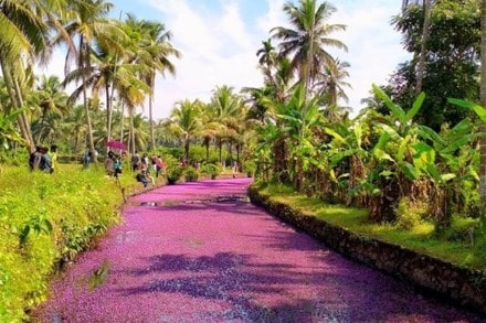 Kerala, Kerala flowers, Kerala pink flowers, Kerala water plants, Kozhikode, Avala Pandi, Perambra, kerala latest, kerala news