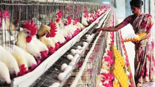 poultry farm