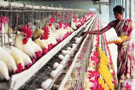 poultry farm