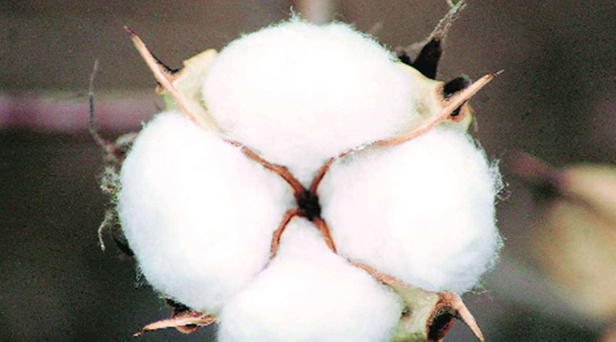 In Maharashtra, the crop has been hit by pink bollworm, while heavy unseasonal rains affected the crop in Saurashtra as well as Telangana, Agrawal explained. In Maharashtra, the crop has been hit by pink bollworm, while heavy unseasonal rains affected the crop in Saurashtra as well as Telangana, Agrawal explained.