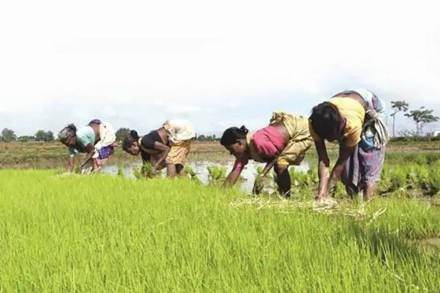 Most crops are being sold significantly below the MSP in the state, where central procurement is low.
