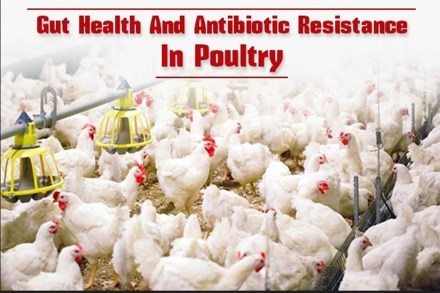 As poultry production continues to increase, animals are becoming more resistant to antimicrobial drugs. As poultry production continues to increase, animals are becoming more resistant to antimicrobial drugs.