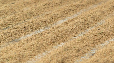 Beijing imports around 4 million tonnes of rice annually but has avoided purchases from India, citing quality issues. Beijing imports around 4 million tonnes of rice annually but has avoided purchases from India, citing quality issues.