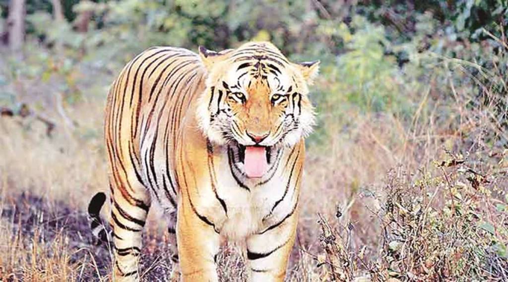 panna national park, panna tiger reserve, unesco biosphere reserve, madhya pradesh wildlife