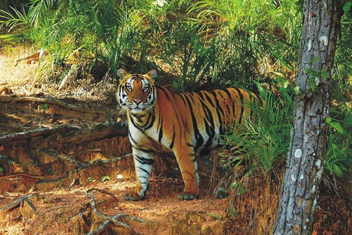 The tigress, Barkha, is six years old. She will form a pair with Karan, who is also aged around 6. (Representative image) The tigress, Barkha, is six years old. She will form a pair with Karan, who is also aged around 6. (Representative image)