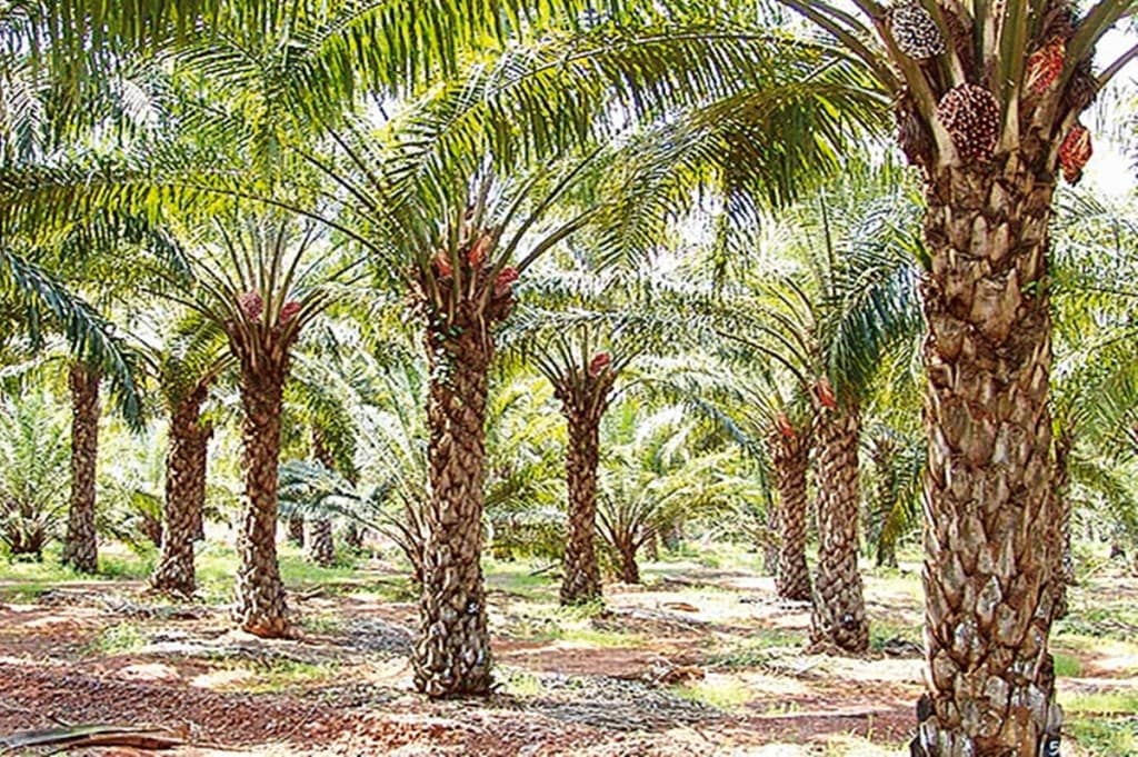 For every 5% increase in palm oil prices, Godrej Agrovet’s earnings can increase by c.2%.