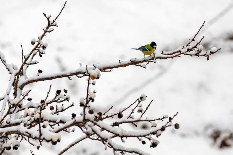 Snowfall in Himachal, Shimla snowfall, manali snowfall, leh tunnel, manali leh tunnel, atal tunnel, manali to leh tunnel distance, manali to atal tunnel distance, weather manali, weather shimla