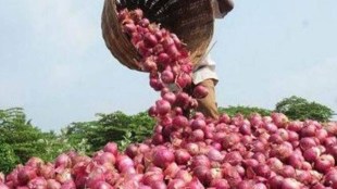 According to a notification by the directorate general of foreign trade on Monday, the “export of all varieties of onions” has been made “free” from January 1, 2021.