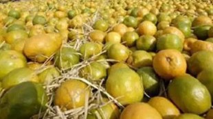 Orange growers said traders from West Bengal, Tamil Nadu and Kerala are a bit hesitant to order truckload of oranges due to the economic slowdown as they are not sure if people will consume enough.