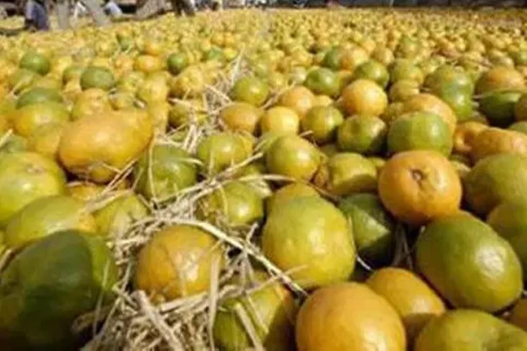 Orange growers said traders from West Bengal, Tamil Nadu and Kerala are a bit hesitant to order truckload of oranges due to the economic slowdown as they are not sure if people will consume enough.