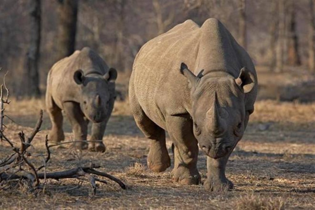 The researchers could use this data to compare with rhino horn samples to trace the rhino back to its breeding population. The researchers could use this data to compare with rhino horn samples to trace the rhino back to its breeding population.