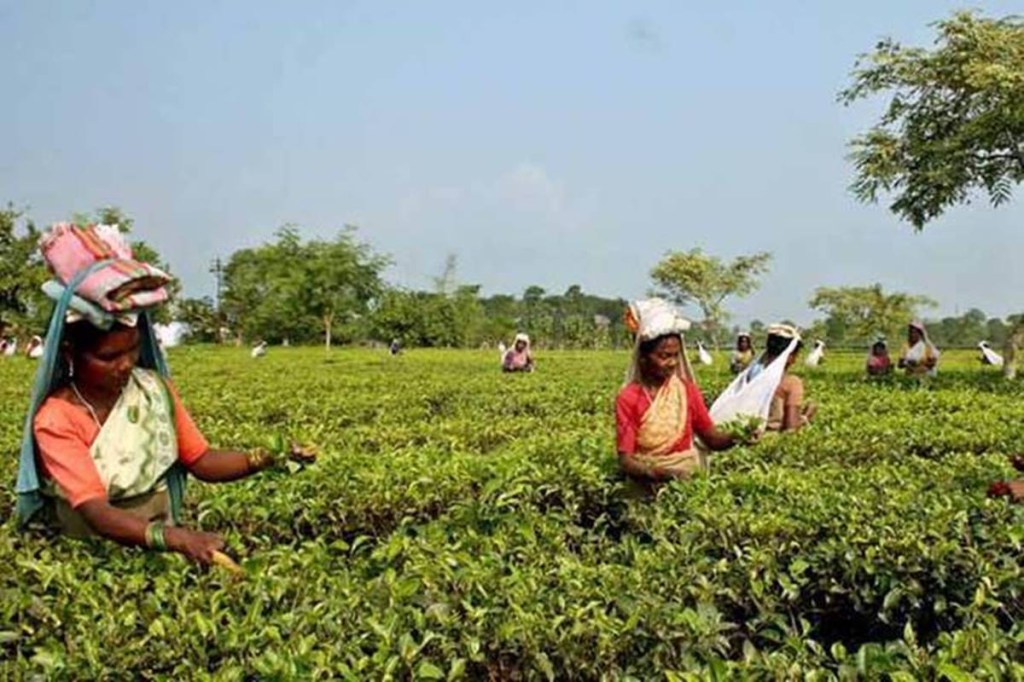 India is the second largest tea producing country of the world and the crop is grown in states like Assam, West Bengal, Kerala among others.(Representative image)