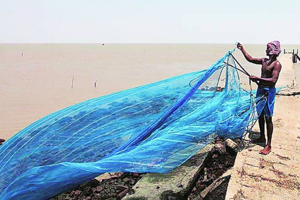 India produced 7, 47,111 tonnes of shrimps last year, of which more than 6% had come from Andhra Pradesh alone from its over 52,000 shrimp farms covering a water spread area of 75,000 Ha. (Representational image) India produced 7, 47,111 tonnes of shrimps last year, of which more than 6% had come from Andhra Pradesh alone from its over 52,000 shrimp farms covering a water spread area of 75,000 Ha. (Representational image)