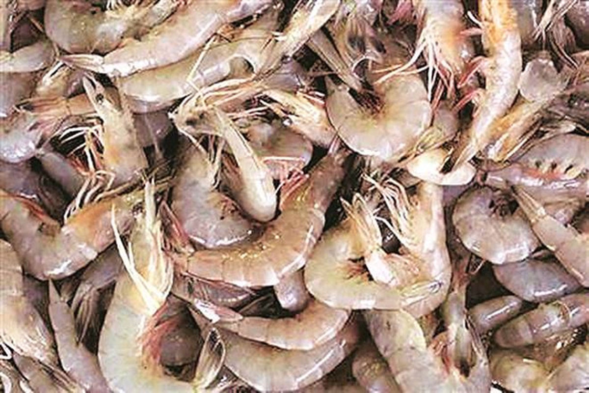 Japan consumes nearly 40% of India’s Black Tiger shrimp exports, while it enjoys niche markets in the EU and the US. (Representational image) Japan consumes nearly 40% of India’s Black Tiger shrimp exports, while it enjoys niche markets in the EU and the US. (Representational image)