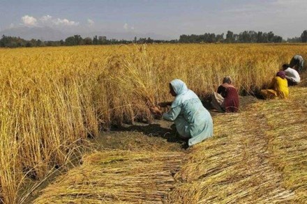 After adjusting for some expenditure towards pending dues to some eligible farmers, the total expenditure under the scheme in the current year will likely be around Rs 60,000 crore, a source said.