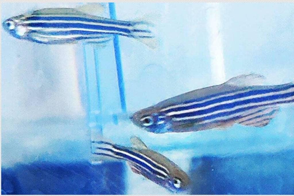 The study which tries to understand the heart generation process of this unique species found a mention in the Development journal. (Credit: The Indian Express)