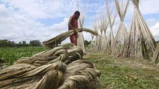 jute, jute price