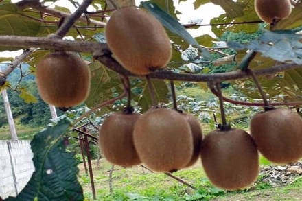 Apart from the Ziro valley, the fruit is grown in West Kameng district, Lower Dibang valley district among others in the state. (Credit: The Indian Express) Apart from the Ziro valley, the fruit is grown in West Kameng district, Lower Dibang valley district among others in the state. (Credit: The Indian Express)