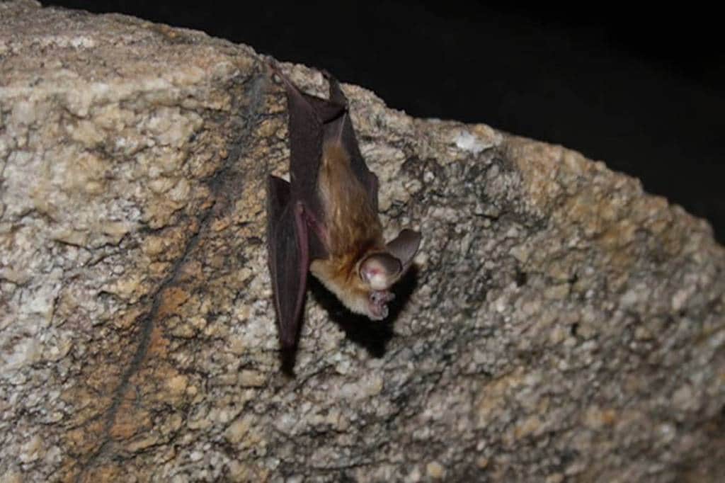 Kolar Leaf-Nosed Bats come under the classification of endemic or virgin species which mean that the species is only found exclusively in this region. (Credit: The Indian Express)