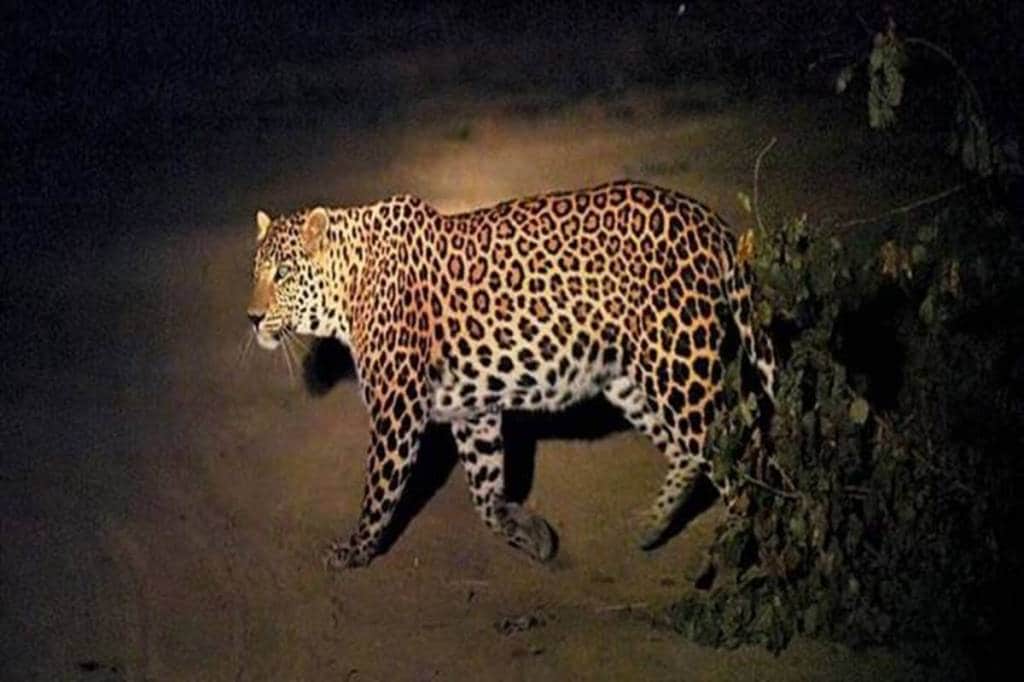 About 100 odd tigers have also been found in the forests in the North Eastern States. 