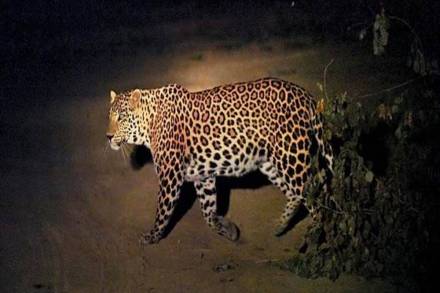 About 100 odd tigers have also been found in the forests in the North Eastern States. 