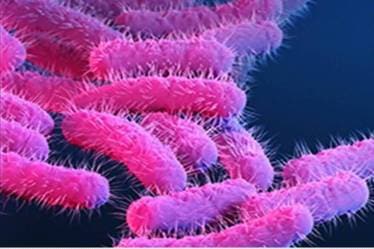 After their preliminary treatment, all patients were discharged from the hospital Dr Jayasree added. (Credit: The Indian Express)