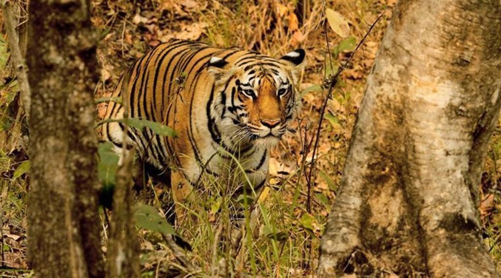 Panna Tiger Reserve, tiger conservation, radio colaring tigeers, tiger reintroduction programme in panna tiger reserve, panna tiger reserve tiger census, Ministry of environemnt , forestry and climate change